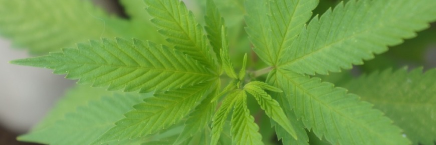 Recetas de Abono Casero para Marihuana