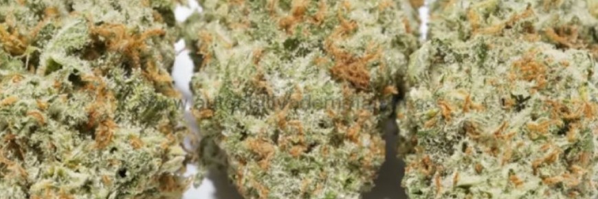 Girl Scout Cookies: Historia, Cultivo y Opiniones Reales