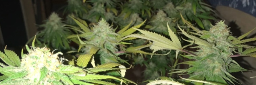 Northern Lights: historia, cultivo y legado de la reina índica