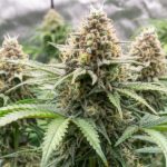 Remedios caseros para eliminar plagas en plantas de marihuana