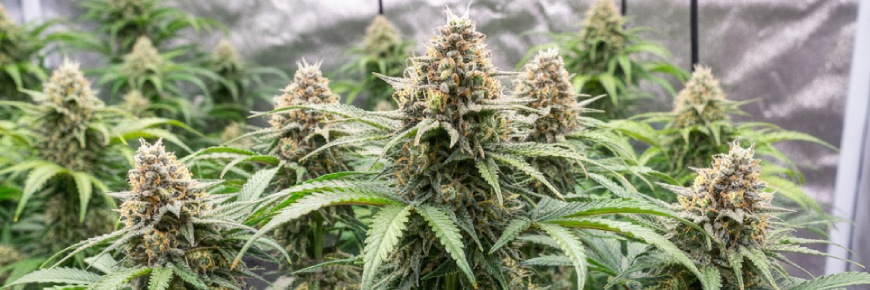 Remedios caseros para eliminar plagas en plantas de marihuana