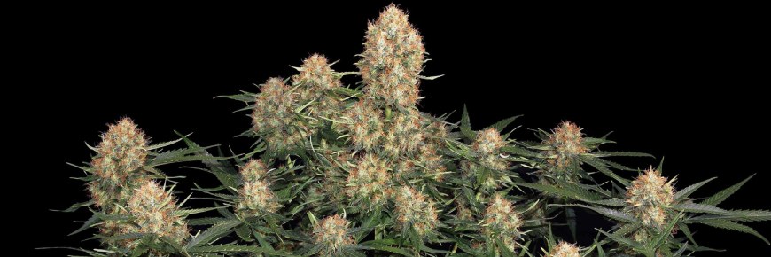 Skunk: qué es y por qué cambió el cultivo de marihuana